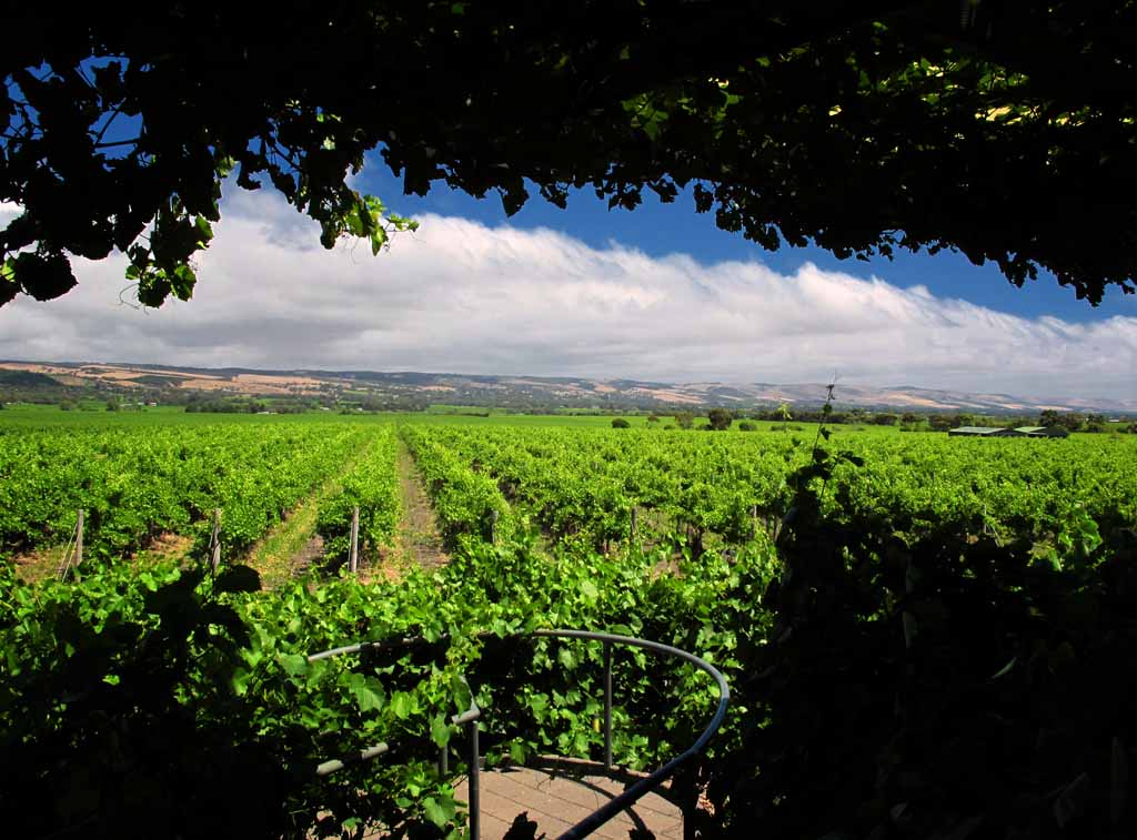 LAST MINUTE SPECIAL - McLaren Vale Winery Experience